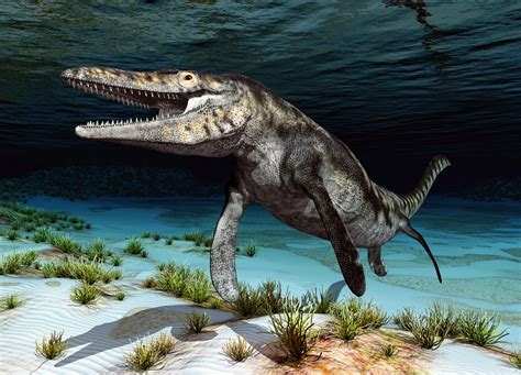 what animals lived with mosasaurs.